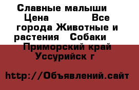 Славные малыши! › Цена ­ 10 000 - Все города Животные и растения » Собаки   . Приморский край,Уссурийск г.